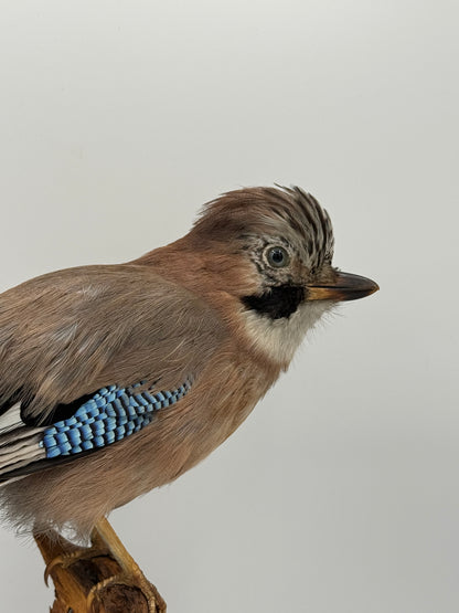 Udstoppet fugl, Skovskade (Garrulus glandarius) Fra midt/slut 20.Årh