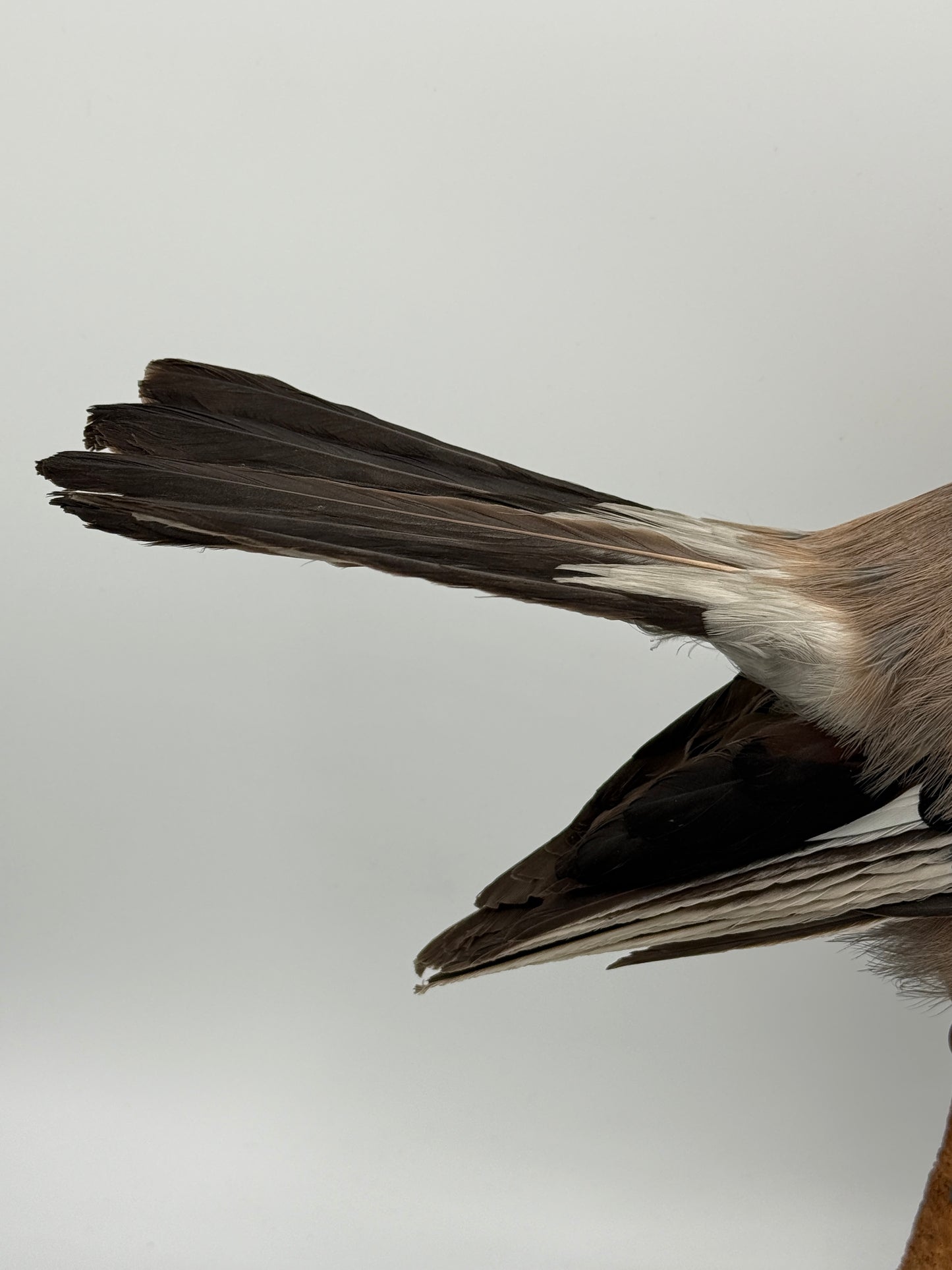 Udstoppet fugl, Skovskade (Garrulus glandarius) Fra midt/slut 20.Årh