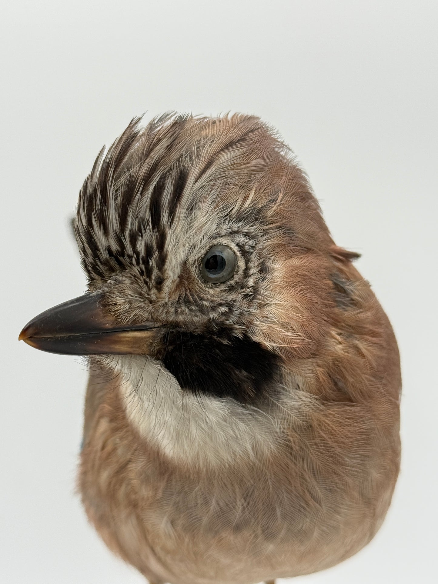 Udstoppet fugl, Skovskade (Garrulus glandarius) Fra midt/slut 20.Årh