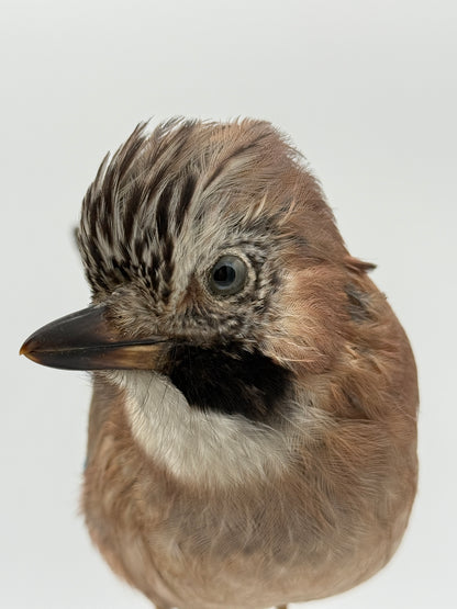 Udstoppet fugl, Skovskade (Garrulus glandarius) Fra midt/slut 20.Årh
