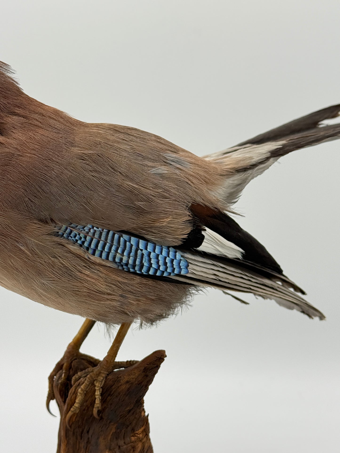Udstoppet fugl, Skovskade (Garrulus glandarius) Fra midt/slut 20.Årh