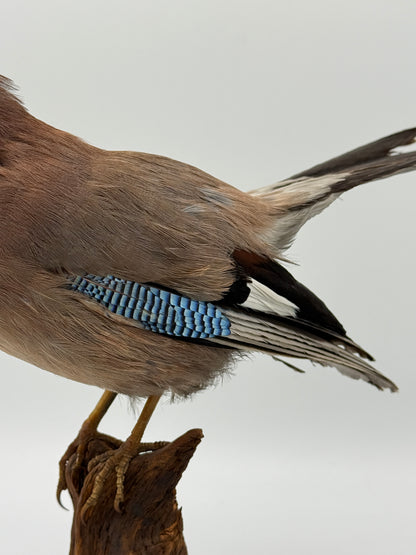 Udstoppet fugl, Skovskade (Garrulus glandarius) Fra midt/slut 20.Årh