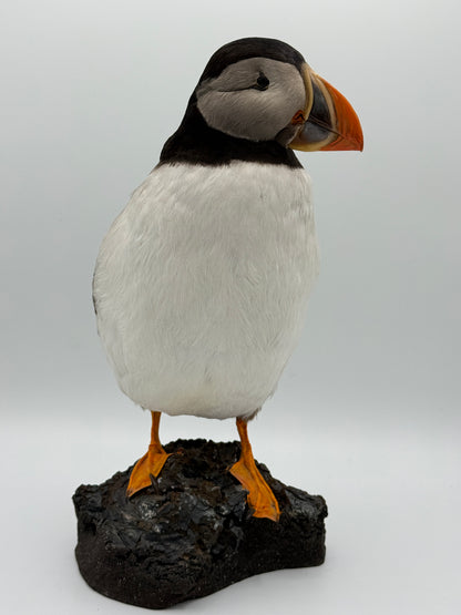 Udstoppet fugl. Lunde (Søpapegøje- Fratercula arctica)