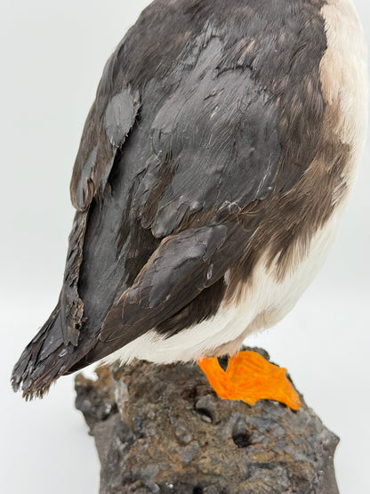 Udstoppet fugl. Lunde (Søpapegøje- Fratercula arctica)