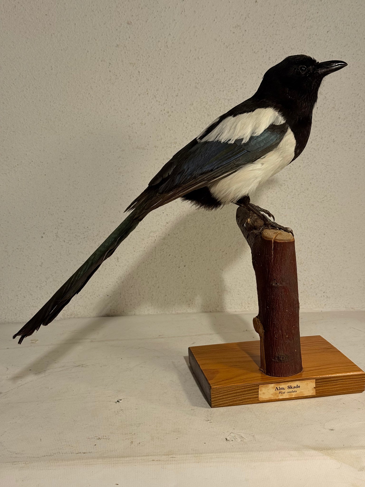 Stuffed bird, Common Pica (Pica pica) From 1950.