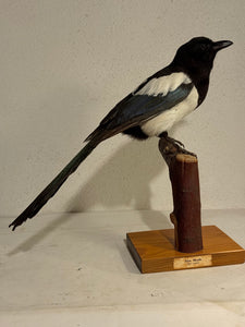 Stuffed bird, Common Pica (Pica pica) From 1950.