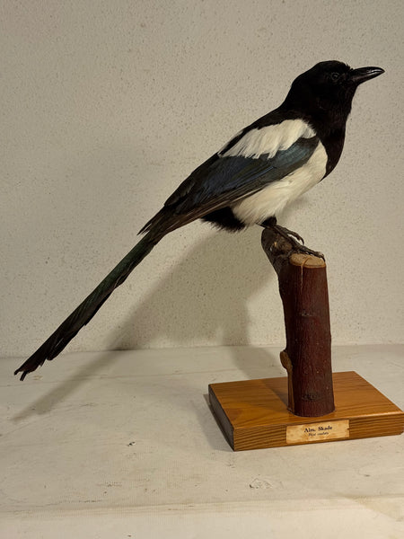 Stuffed bird, Common Pica (Pica pica) From 1950.
