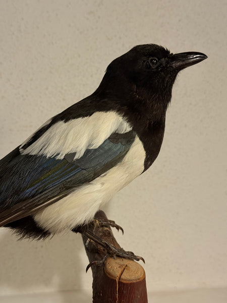 Stuffed bird, Common Pica (Pica pica) From 1950.