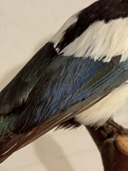 Stuffed bird, Common Pica (Pica pica) From 1950.