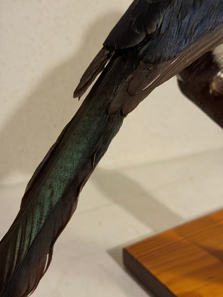Stuffed bird, Common Pica (Pica pica) From 1950.