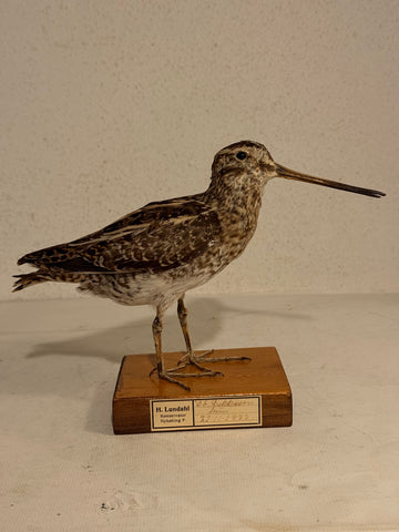Udstoppet fugl, Dobbelt bekkasin (Gallinago gallinago) Fra 1955.