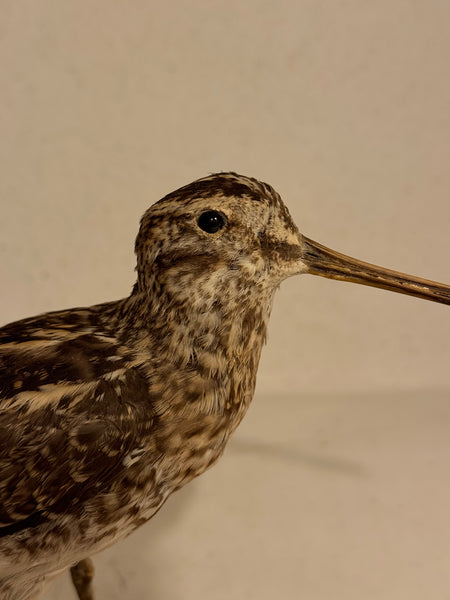Stuffed bird, Common Snipe (Gallinago gallinago) From 1955.