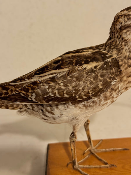 Stuffed bird, Common Snipe (Gallinago gallinago) From 1955.