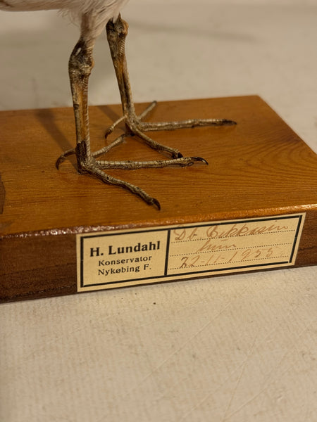 Stuffed bird, Common Snipe (Gallinago gallinago) From 1955.