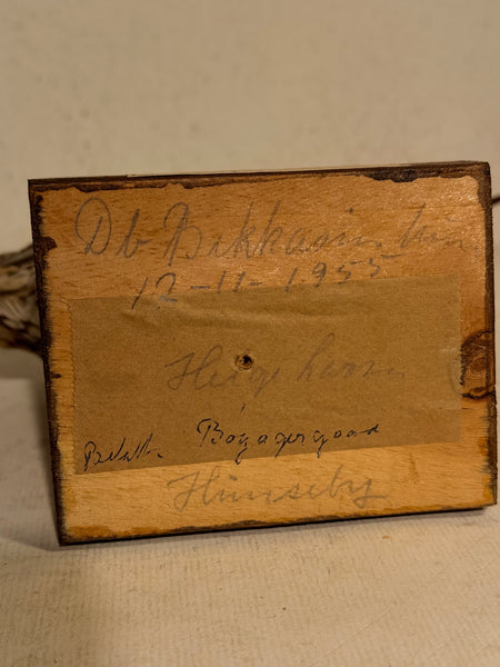 Stuffed bird, Common Snipe (Gallinago gallinago) From 1955.
