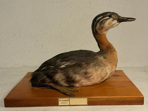 Udstoppet fugl, Rødhalset lappedykker (Podiceps griseigena) Fra 1953.