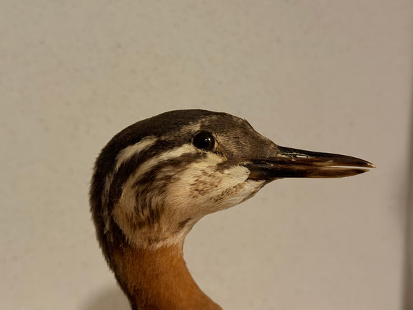 Stuffed bird, Red-necked Grebe (Podiceps griseigena) From 1953.