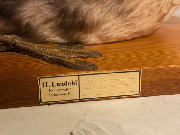 Stuffed bird, Red-necked Grebe (Podiceps griseigena) From 1953.