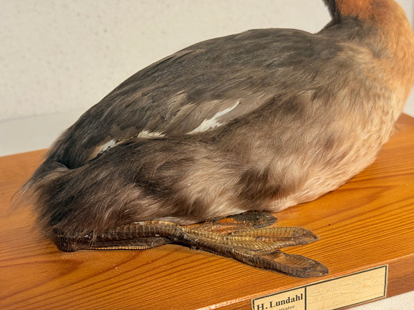 Stuffed bird, Red-necked Grebe (Podiceps griseigena) From 1953.