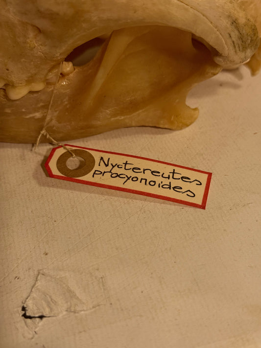 Ægte Mårhund kranie (Nyctereutes procyonoides)