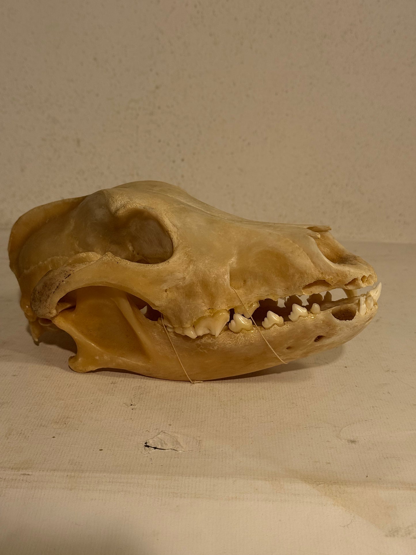 Ægte Mårhund kranie (Nyctereutes procyonoides)