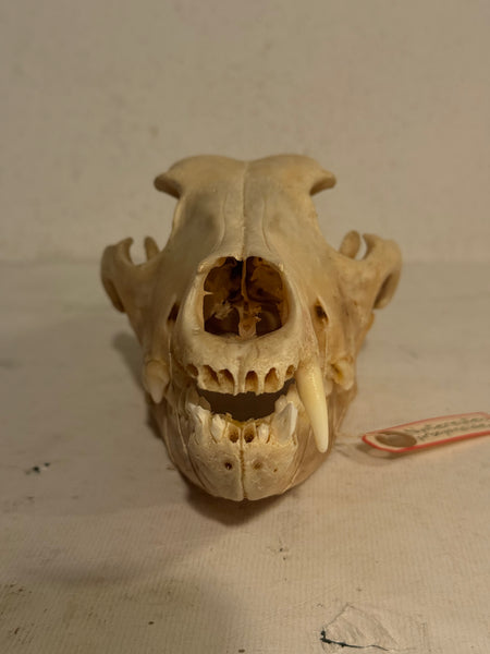 Ægte Mårhund kranie (Nyctereutes procyonoides)