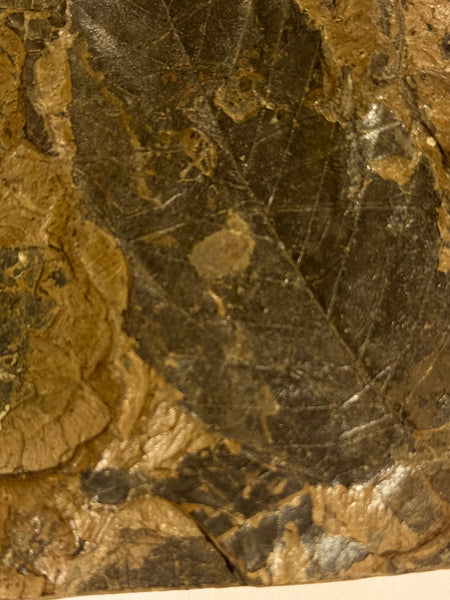 True Birch leaf fossil, Betula brongniarti, 12-15 million years old.