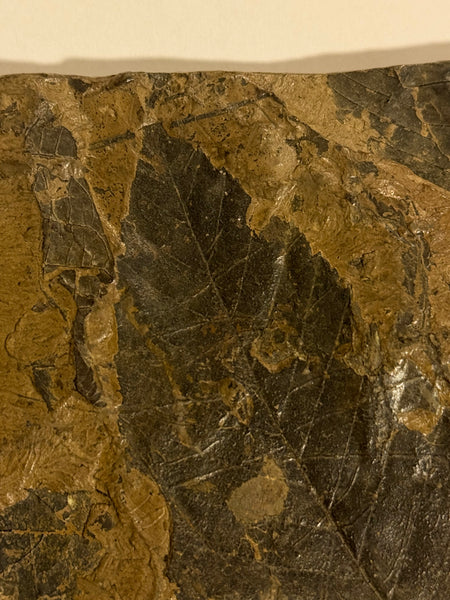 True Birch leaf fossil, Betula brongniarti, 12-15 million years old.