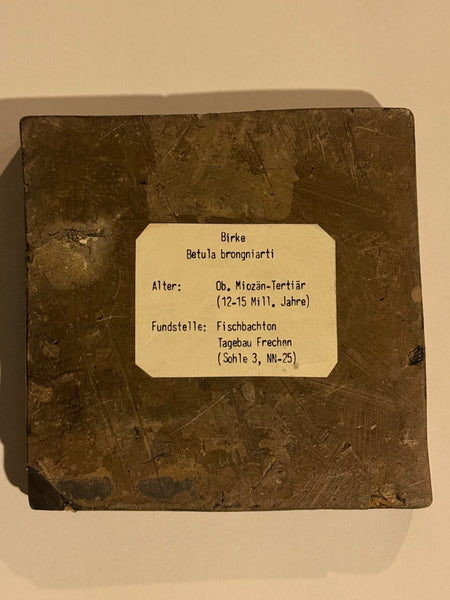 True Birch leaf fossil, Betula brongniarti, 12-15 million years old.