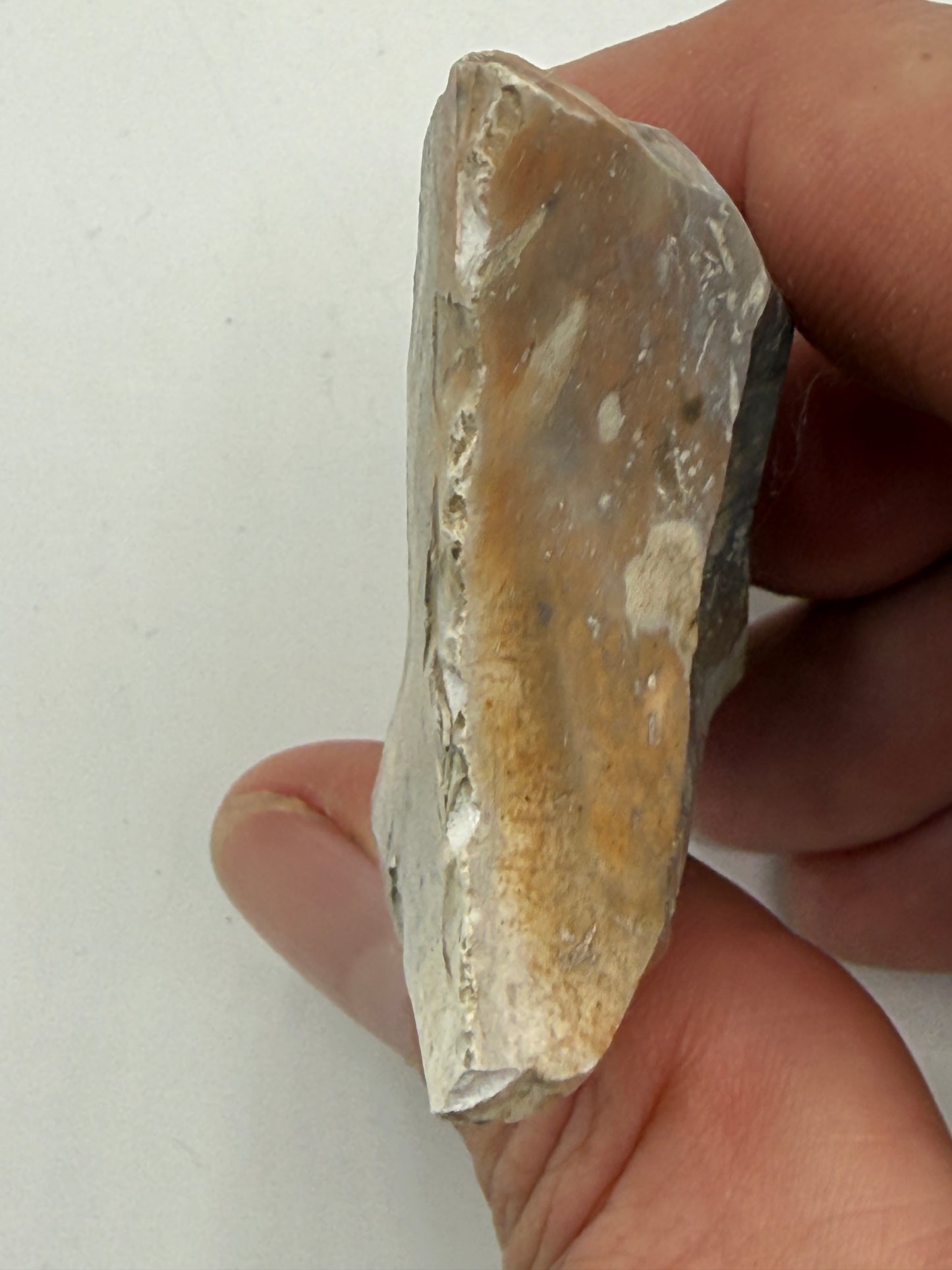 Dansk Stenalder. Asymmetrisk skiveøkse i flint. Sen Ertebølletid: 4500-3900 F.Kr