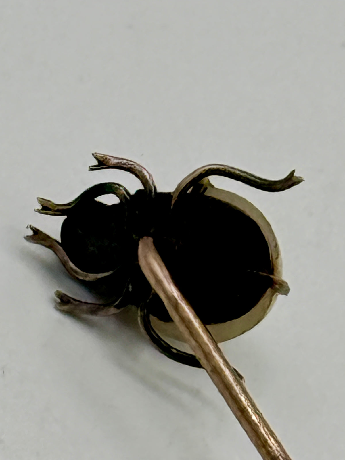 Vintage Victorian beetle clip with gold, pearl and amethyst