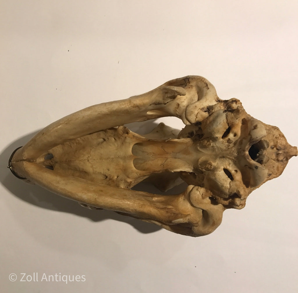 Predictor Kostbar snyde Ældre hunde Kranie (Canis Lupus Familiaris.) – Zoll Antiques