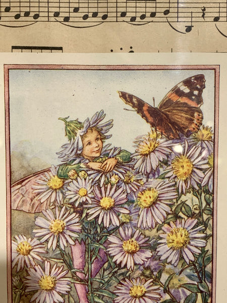 The Michaelmas Daisy Fairy, ældre bog udklip fra start/midt 1900 tallet.