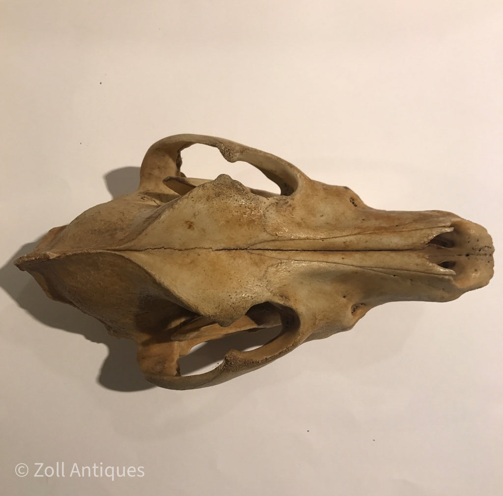 Predictor Kostbar snyde Ældre hunde Kranie (Canis Lupus Familiaris.) – Zoll Antiques